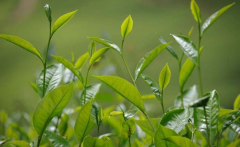 如何檢測(cè)茶葉中的農(nóng)藥殘留？