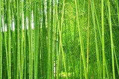 植物株高要如何測量？